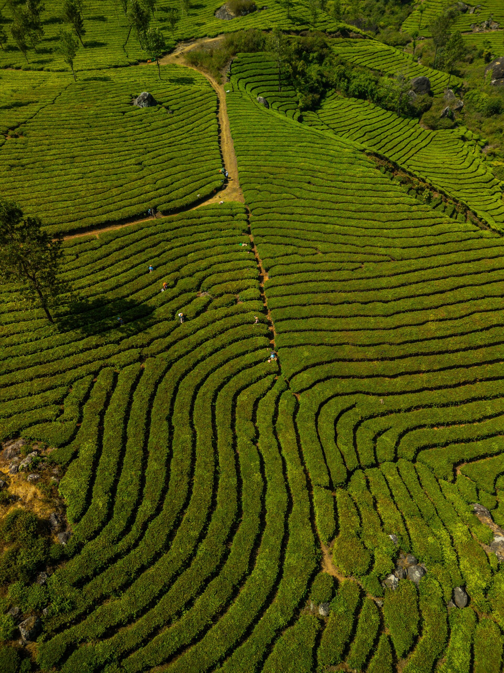 Land Opportunities